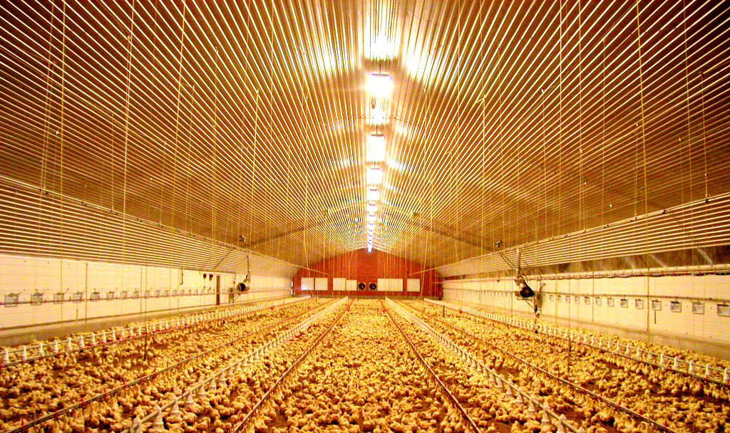 آینده صنعت مرغ گوشتی کشور بعد از 13آبان؟/ مشکل صنعت سیاست‌های غلط داخلی و بی‌تدبیری است