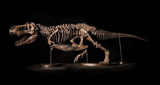 کشف عجیب فسیل ۷۲ میلیون ساله جنین دایناسور + عکس