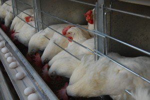 ۹۵میلیون تخم مرغ نطفه دار برای تأمین نیاز بازار وارد می شود