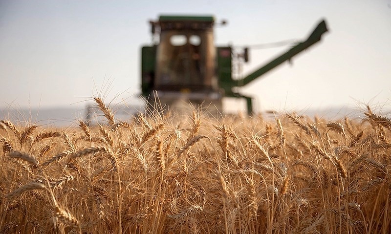 قیمت‌ جدید بذرهای گندم اعلام شد