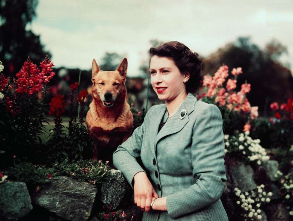 ملکه انگلیس و سگ‌های مورد علاقه‌اش +تصاویر
