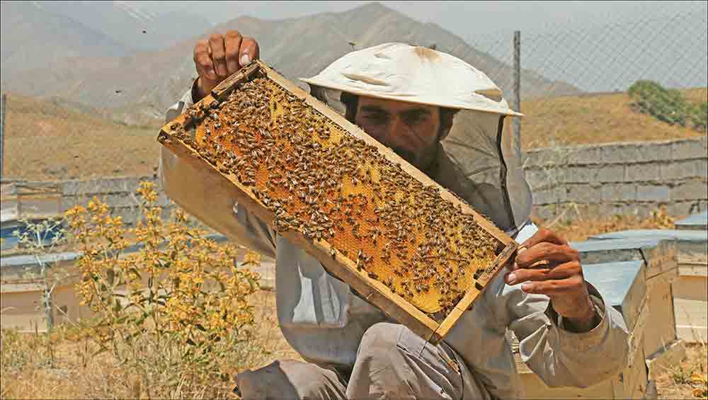 نیش و نوش بازار عسل