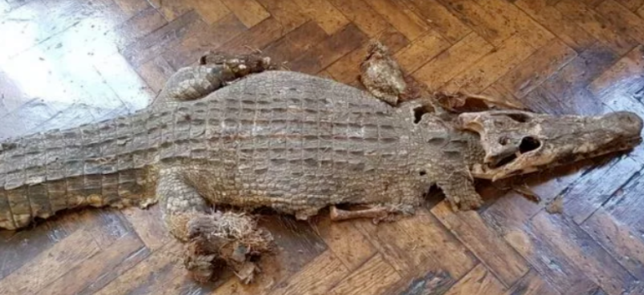 کشف بقایای یک تمساح در دبیرستانی در ولز +عکس