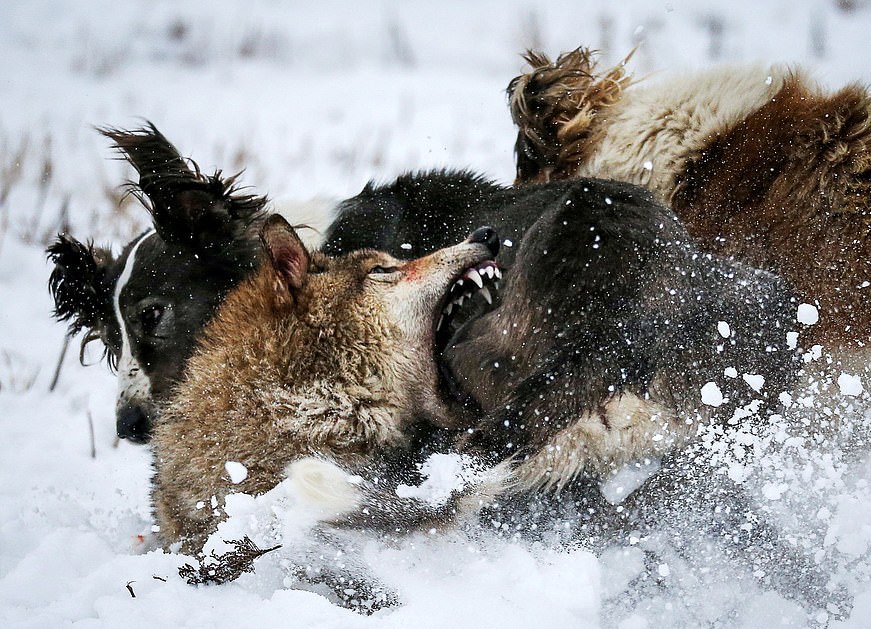 درگیری گرگ با دو سگ +عکس