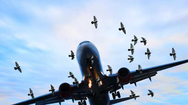 مخاطرات برخورد پرندگان با شیشه هواپیما چیست؟