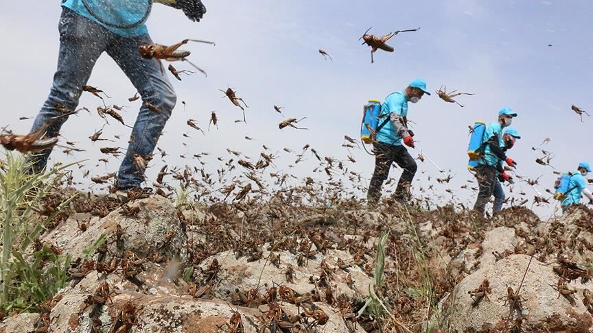 مبارزه با لشکرهای میلیاردی ملخ ها در 5 استان کشور