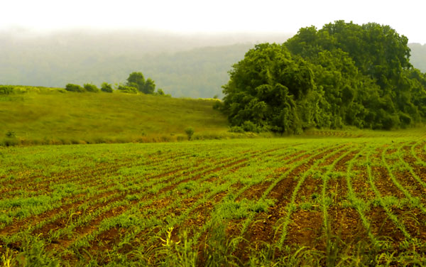 کلیات لایحه حفاظت از خاک تصویب شد
