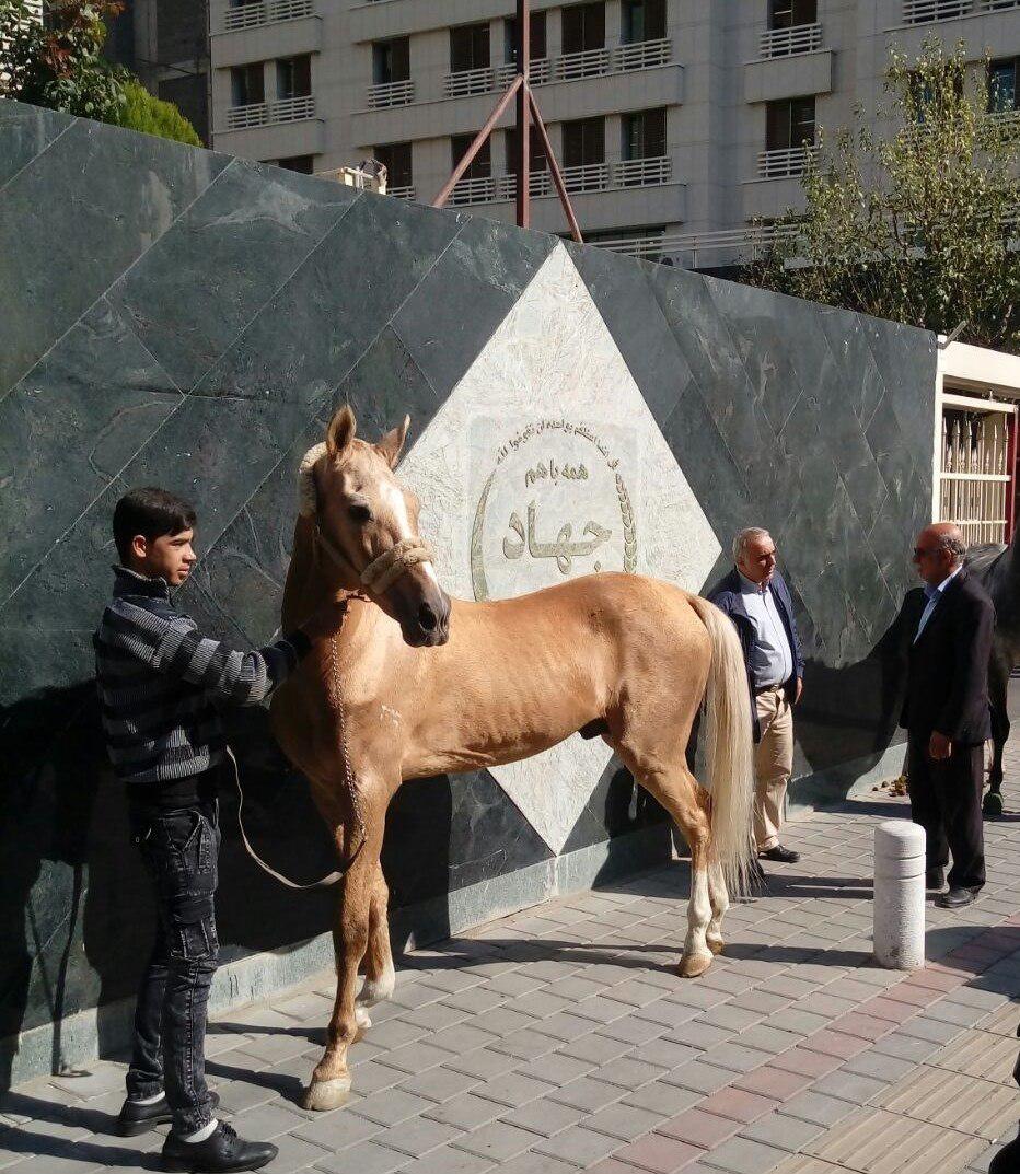 رها کردن اسب‌ها به نشان اعتراض به واردات از آمریکا/ جای خالی تشکل قوی در صنعت پرورش اسب