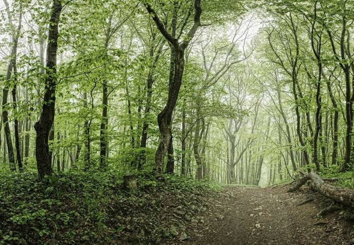 طبیعت زیبای پارک جنگلی گیسوم +تصاویر