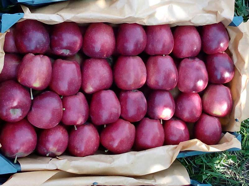 ۴۶ سنت؛ قیمت هر کیلو سیب صادراتی ایران 