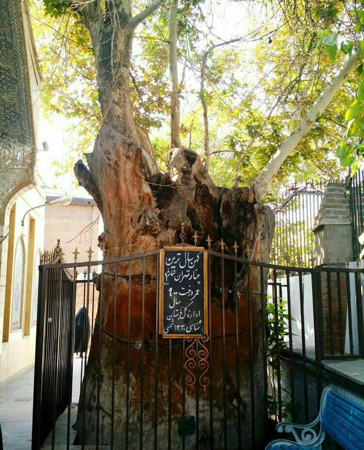قدیمی‌ترین درخت شهر تهران +عکس