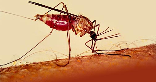 مالاریا؛ از پیشگیری تا درمان
