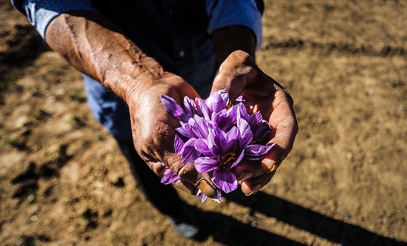 قاچاق پیاز زعفران از کشور نگران کننده است