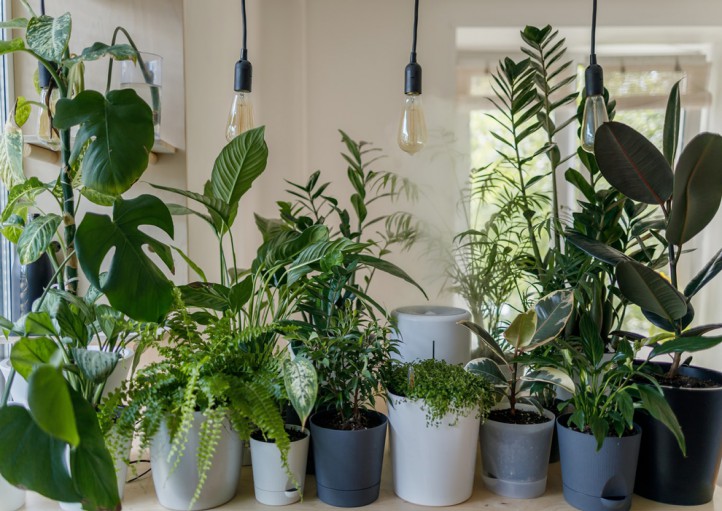 بهترین گیاهان آپارتمانی برای تصفیه هوای خانه + عکس