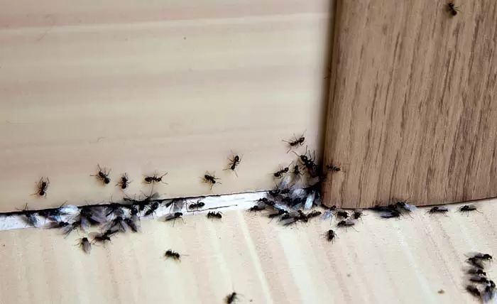 اگه خونه تون مورچه داره بخونید / دفع مورچه ها بدون مواد سمی + عکس