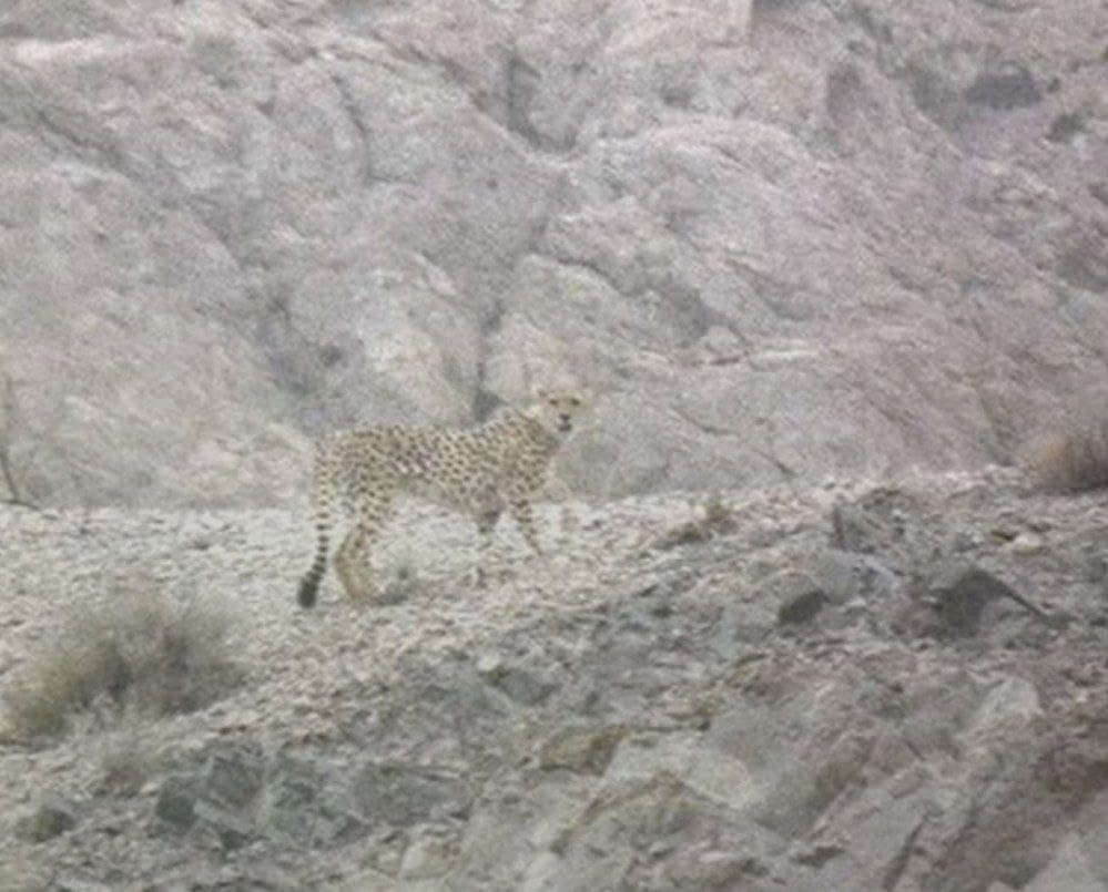 مشاهده یوزپلنگ ایرانی در یزد پس از ۶سال + عکس