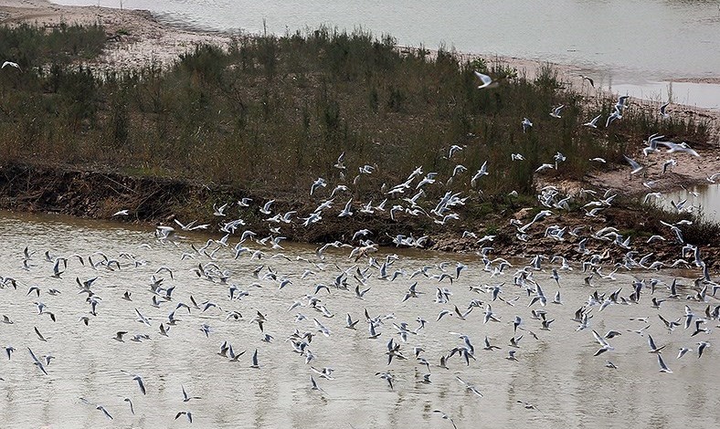 شناسایی بیش از ۷۰ گونه پرنده مهاجر در تالاب میل مغان