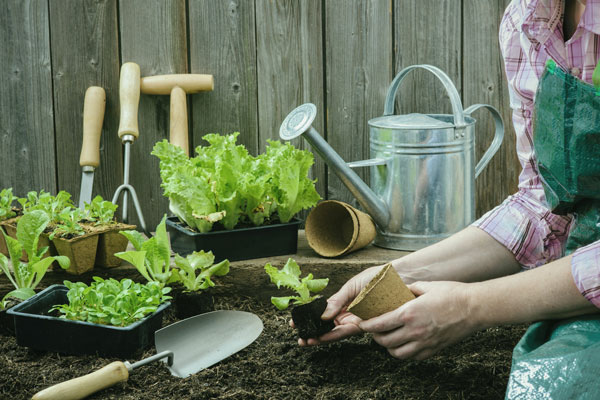 برای آنکه همیشه سبزی خوردن در خانه داشته باشید + روش کاشت در گلدان