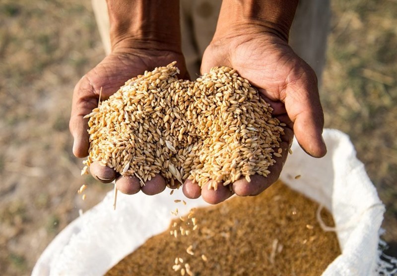 ۴۰درصد افزایش تولید گندم با روش‌های نوین کشاورزی